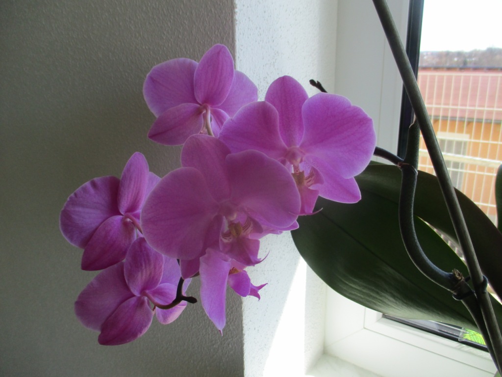 Orchidee